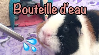 La bouteille deau  Information et astuce chez le cochon dinde [upl. by Aikenat]