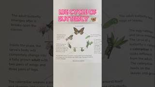 Life cycle of Butterfly 🦋studydriveshortssciencestudydrive [upl. by Mendez]