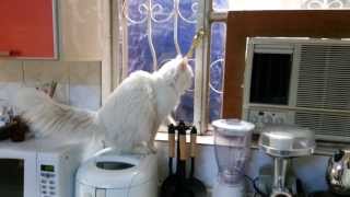 turkish angora cat vs outside cats [upl. by Jdavie]