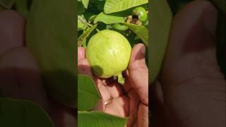 💥 Fresh Guava Harvest In My Garden 🤯🤯 shorts fruits fruit shadesofsujee [upl. by Cahn742]