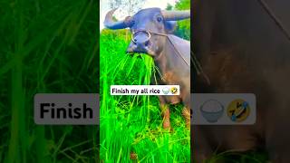 Finish my all rice 🍚🐃🤣😂 comedy funny buffalo shorts [upl. by Naillimxam18]