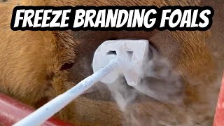 The Reality of Freeze Branding Horses What to Expect [upl. by Niassuh]