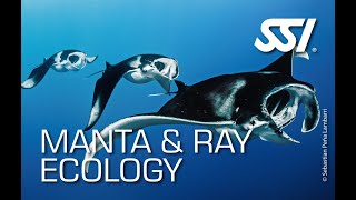 SSI Manta and Ray Ecology [upl. by Adnalohs]