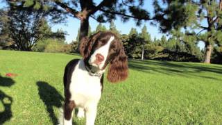 English springer Spaniel [upl. by Edouard]