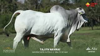 📹🧬TAJ FIV Naviraí I CSCR 1135 [upl. by Sixela]