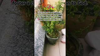 Power of tulsi mata with suniyan suniyan song 🎵 Tulsi pooja kaise kre tulsi basil om [upl. by Sayce]