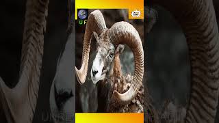 UNIQUE ANIMALS THAT ARE ONLY FOUND IN PAKISTANpakistan youtubeshorts facts [upl. by Liebermann60]