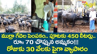 Murrah Buffalo Farming in Telugu  ముర్రా గేదెల పెంపకం రోజుకు 30వేలకు పైగా వ్యాపారం Tone Agri [upl. by Bikales]