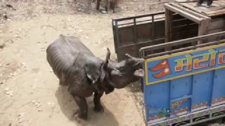 Rhino Released in Shuklaphanta National Park  Rhino Translocation 2017 [upl. by Tawsha]