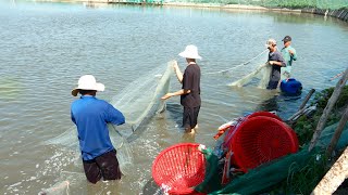 Integrated farming of shrimp and shipworm  agricultural knowledge [upl. by Lubbi944]