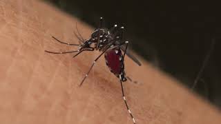 View of Mosquito Bite 【Asian tiger mosquito】 ヒトスジシマカのお食事 [upl. by Raffarty]