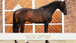 SOLD  Apache x Gribaldi  2017  Stallion  168m [upl. by Annemarie]