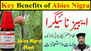 Abies Nigra Homeopathic Medicine  Gas  Stomach pain  Indigestion  How to use  Symptoms [upl. by Macpherson947]