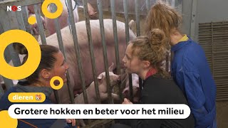 Proef op deze boerderij hebben varkens meer ruimte [upl. by Reviere718]