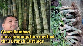 Giant Bamboo Dendrocalamus Asper Mass Propagation Method [upl. by Rosalind885]