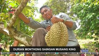 Durian Monthong Saingan Musang King [upl. by Eibmab]