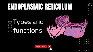 Endoplasmic Reticulum in urdu hindi and English Rough and smooth Endoplasmic Reticulum Cisternae [upl. by Pearson]