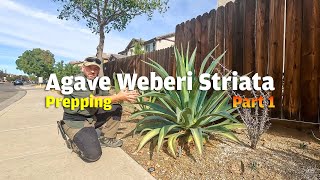 In Part 1 of 3 of todays episode we prepare a new location for the massive striated Agave Weberi [upl. by Quince801]