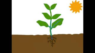 Process of Photosynthesis [upl. by Mccafferty581]