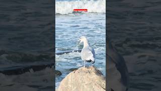 Albatross singing Thisted Denmark 🇩🇰 [upl. by Retrak]