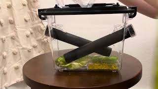 How I feed my crested gecko crickets [upl. by Sibeal]