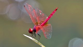 Crimson Marsh Glider  Crimson Dropwing  Wildlife in Singapore [upl. by Gaby]