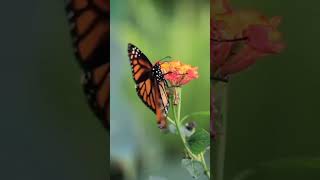 Orange Spotted Butterfly [upl. by Nylram129]