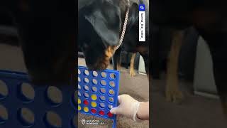 Playing Connect 4 with my dog 😂 [upl. by Brackett]