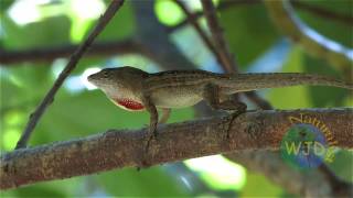 Brown anole Part 1 displays amp fighting [upl. by Aillimac]