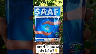 How To Use Saaf Fungicide In Plants 🌱🌿 [upl. by Anierdna384]