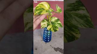 How to grow money plant in water propagation in water moneyplant pothos shorts shortvideo [upl. by Vins696]