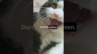 Achtung Katzenbesitzer Dieser Snack ist tabu [upl. by Eenolem]