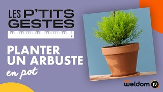 Planter un arbuste en pot  Les Ptits gestes  Weldom [upl. by Ellga]