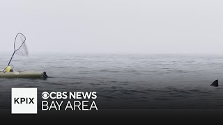 Possible great white shark caught on video following kayakers in Pillar Point Harbor [upl. by Anilosi]