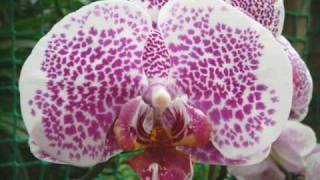 Ernesto Cortazar  Orchidea [upl. by Alur]