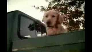 Geico Dogs TV Commercial 2004 [upl. by Tteragram]