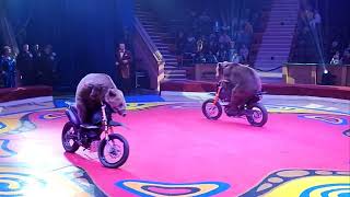 Circus Bears show Cute Bears on a motorcycle サーカスベア ショー。 バイクに乗ったクマ 。 [upl. by Naugal]