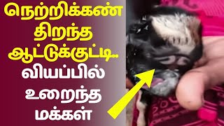 Aatukutti  நெற்றிக்கண் திறந்த ஆட்டுக்குட்டி வியப்பில் உறைந்த மக்கள் Goat  Netrikann [upl. by Batty878]