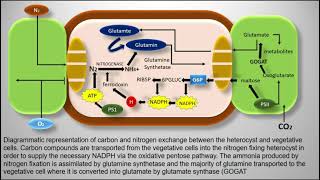 Heterocyst  Cyanobacteria  Nostoc [upl. by Jordain]