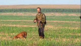 Vižla marka i aport  lov na prepelice  Quail hunt with vizsla [upl. by Hafinah]