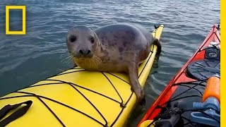 Adorable Seal Catches a Ride on a Kayak  National Geographic [upl. by Anayra]