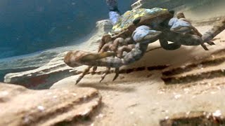 The Terrifying Giant Scorpion That Roamed Prehistoric Oceans [upl. by Anerbas769]