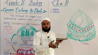 Gaseous exchange in plants l Grade 10 l chap 10 l Respiration l exchange of gases in plants l lec 2 [upl. by Adoree778]