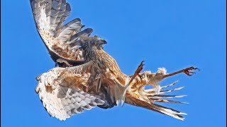 Jaw dropping Aerial Display of Harrier Spectacular sight Slomo 4K [upl. by Odette]