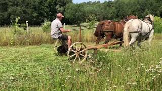 Heuernte hinterm Hof bei Kay Stolzenberg im Wendland mit dem pferdegezogenen FingerBalkenmäher [upl. by Alyda709]