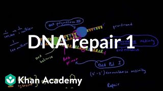 DNA repair 1  Biomolecules  MCAT  Khan Academy [upl. by Finn]