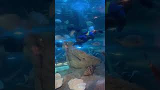 SHINAGAWA AQUARIUM fypシ゚viral asmr aquarium trending satisfyingvideo youtubeshorts japan [upl. by Duster728]