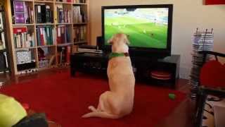 labrador dog reacts to Portugals elimination from the World Cup [upl. by Rella]