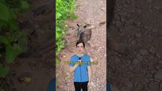 Beware the anteater comedy music parody of maneater by nellyfurtado 00smusic [upl. by Brod]