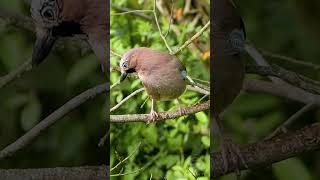 The Eurasian Jays Rasping Call  UK Bird Sounds shorts [upl. by Hunsinger857]